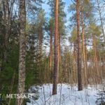 Tilan tukkipuuston osuus on 56 %, kuvassa varttunutta kasvatusmetsää ja lumipeitteinen maa, myydään metsätila ikaalinen