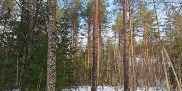 Tilan tukkipuuston osuus on 56 %, kuvassa varttunutta kasvatusmetsää ja lumipeitteinen maa, myydään metsätila ikaalinen