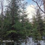 Puustoa myytävällä metsätilalla Ikaalinen Pirkanmaa