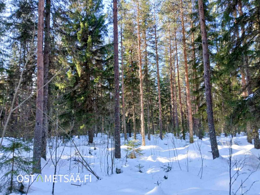 Näkymä Lintulan metsätilan varttuneesta kasvatusmetsästä (KHL 03). Kuvassa tiheä kasvu ja vankkaa tukkipuuta, valtaosa tuoretta kangasta.