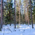 Näkymä Lintulan metsätilan varttuneesta kasvatusmetsästä (KHL 03). Kuvassa tiheä kasvu ja vankkaa tukkipuuta, valtaosa tuoretta kangasta.