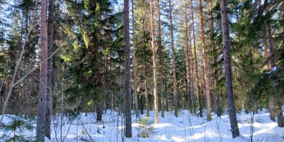 Näkymä Lintulan metsätilan varttuneesta kasvatusmetsästä (KHL 03). Kuvassa tiheä kasvu ja vankkaa tukkipuuta, valtaosa tuoretta kangasta.