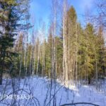 Aurinkoinen metsämaisema ja varttunutta taimikkoa