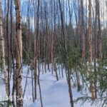 Aurinkoinen metsämaisema