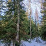 Monipuolista puustoa