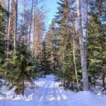 Näkymä uudistuskypsään metsään (KHL 04) Lintulan tilalla. Kuvassa järeää tukkipuuta ja valmiit hakkuumahdollisuudet sijoittajalle.