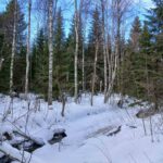 Koivukuitupuuta, maa lumipeitteessä