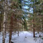 Myydään metsätila Viitasaari, monipuolinen puusto