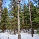 Lintula-tilalla kasvaa varttunutta puustoa