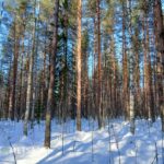 Näkymä uudistuskypsään metsään (KHL 04) Lintulan tilalla. Kuvassa järeää tukkipuuta ja valmiit hakkuumahdollisuudet sijoittajalle.