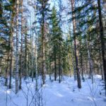 Monipuolista metsää Viitasaarella