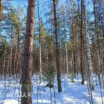 Mäntykuitua ja tukkipuuta kasvava nuori kasvatusmetsä Viitasaarella. Kuvassa hoidettu ja kasvupotiaaliltaan vahva metsämaa.