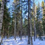 Lintula-metsätilan runsaspuustoinen koivukuitu- ja tukkialue Viitasaarella. Kuvassa näkyy tilan korkea 155 m3/ha keskipuusto ja laadukas maapohja.