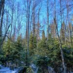 Lintulan metsätilan vankkaa koivukuitua ja varttunutta kasvatusmetsää Viitasaaren Toulatissa. Kuvassa rehevää tuoretta kangasta ja korkea keskipuusto.