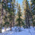 Kuusimetsää, maa lumessa