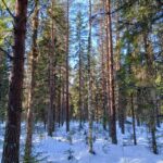 Valoisa kuva suorasta ja hoidetusta kuusivaltaisesta uudistuskypsästä metsästä Viitasaarella.