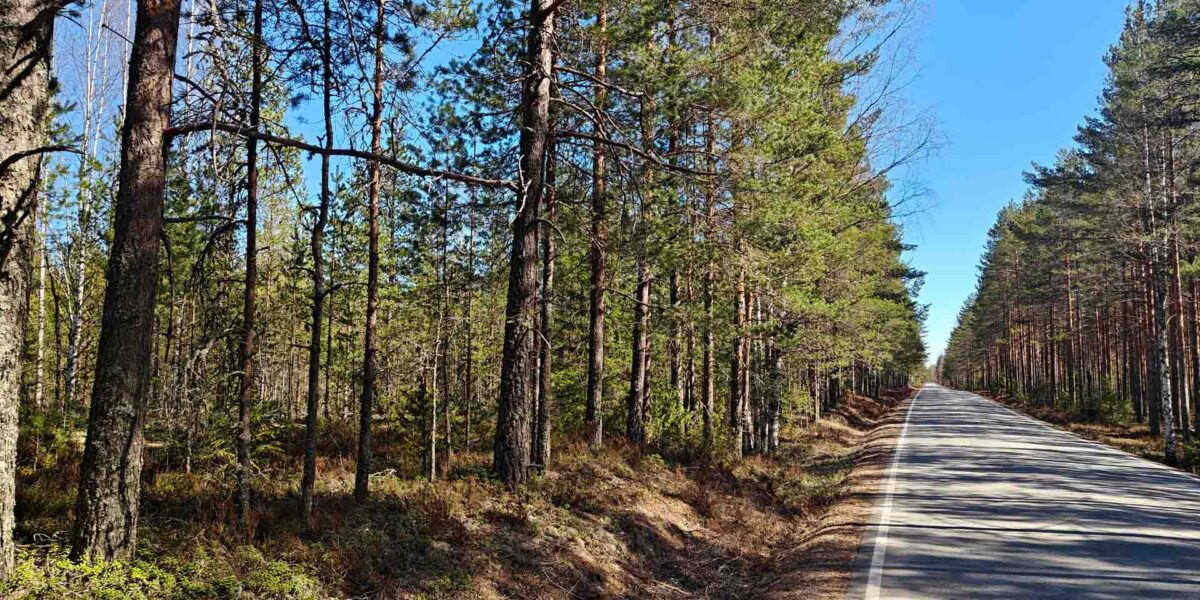 Mäntyvaltaista nuorta kasvatusmetsää Hämeenkyrön Vesahiekassa asfaltoidun tien varrella.