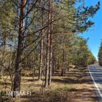 Näkymä asfaltoidulta Vesajärventieltä suoraan Vesahiekan metsätilan reunaan.