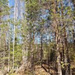 Kapea hiekkainen polku kulkee mäntyvaltaisen metsän halki Hämeenkyrön Vesahiekassa.