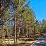 Oransseilla kuitunauhoilla merkittyjä puita ja hiekkainen ajoura Vesahiekan maastossa.