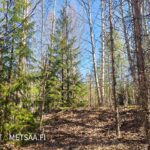 Suora hiekkainen ajoura nuoren mäntymetsän keskellä Vesahiekan harrastemetsätilalla.