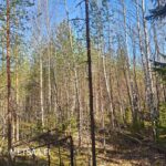 Hiekkapohjainen metsätie tai ura, joka soveltuu hyvin enduroharrastukseen Vesahiekan entisellä soranottoalueella.