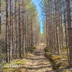 Nuorta koivikkoa ja mäntykuitupuuta Vesahiekan tilalla Hämeenkyrössä.