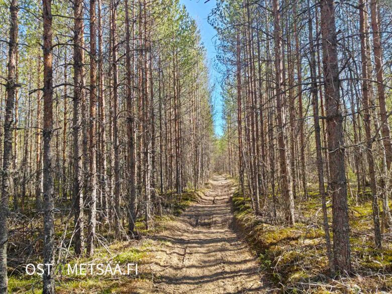 Nuorta koivikkoa ja mäntykuitupuuta Vesahiekan tilalla Hämeenkyrössä.