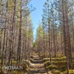 Valoisaa sekametsää ja lehtipuustoa Hämeenkyrön Vesahiekan myytävällä metsäpalstalla.