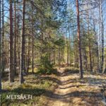 Tiheää nuorta männyntaimikkoa ja koivunsekaista metsää Vesahiekan metsätilalla.