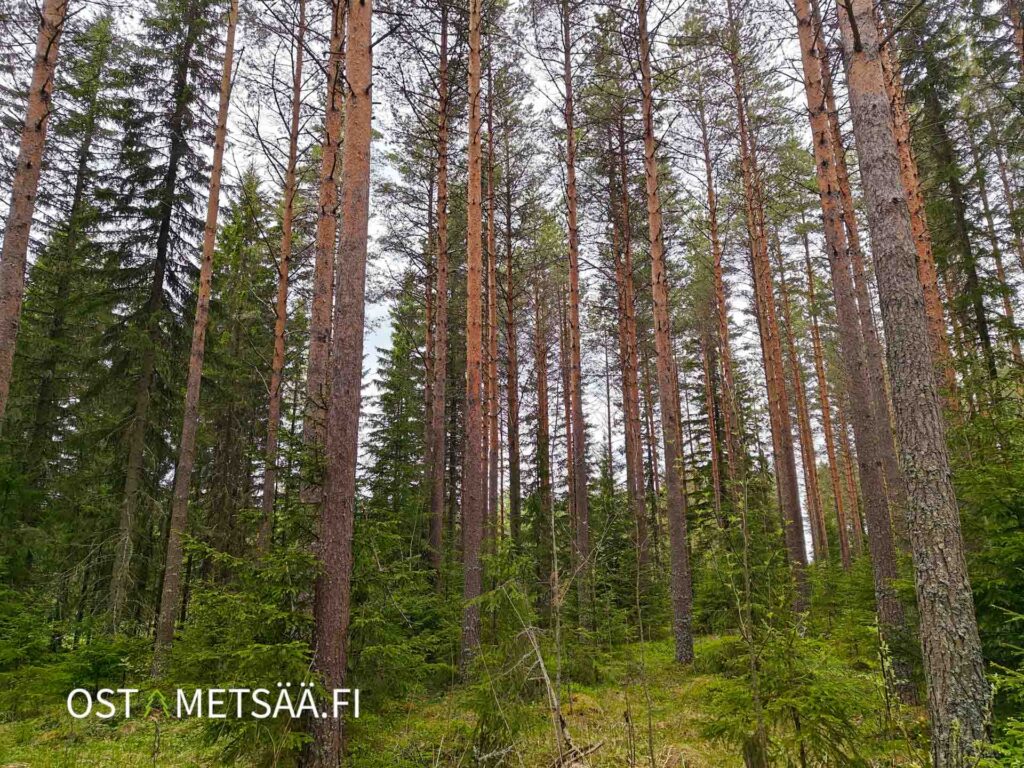 Järeä mäntymetsä hyväkulkuisessa kangasmaastossa