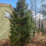 Tilalla sijaitsevat rakennukset suojaisan pihapuuston katveessa Karvian kirkonkylällä.