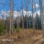 Laaja näkymä Uusiollilan viljelypelloista ja pelloille suojaa antavasta reunapuustosta Karviassa.