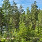 Näkymä rantatontilta Puulavedelle ja ympäröivään mäntymetsään