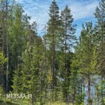 Puustoinen rinnetontti Puulaveden rannalla Mikkelissä