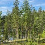 Rantatontin metsäistä maastoa ja näkymää järvelle