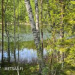 Näkymä rantaviivalle ja Puulaveden Siliänsalmeen