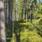 Metsäistä rinnemaastoa rantatontilla Mikkelissä