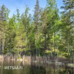 Puustoinen rantatontti ja rantaviiva Puulaveden rannalla
