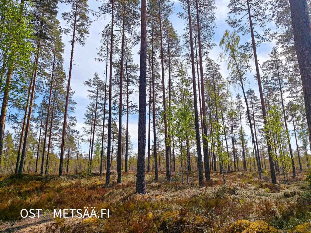 Järeää mäntymetsää lammen ympäristössä