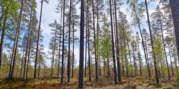 Järeää mäntymetsää lammen ympäristössä