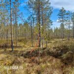 Metsätilan rajamerkintöjä maastossa