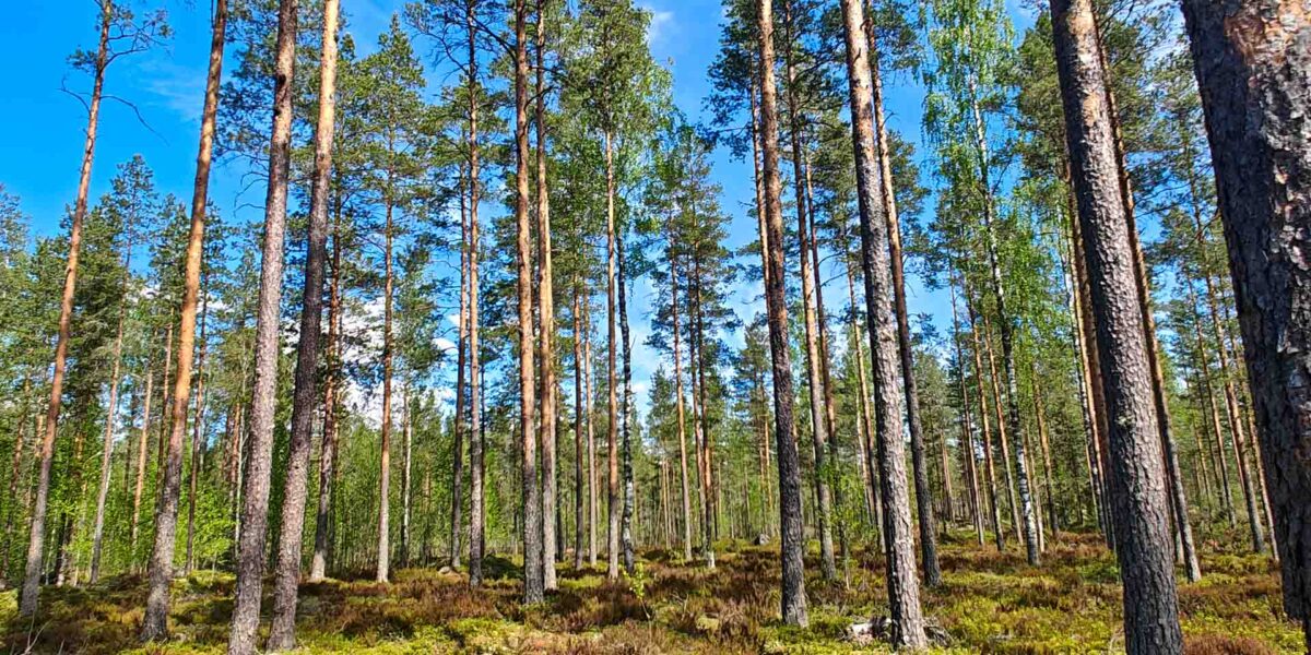 Harvennettua mäntymetsää Etelä-Pohjanmaan Kurikassa