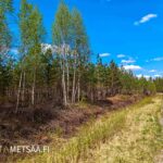 Nuorempaa sekapuustoista metsää tien reunassa