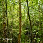 Kuusivaltainen taimikko metsätilalla Myllyoja Ikaalisten Kovelahdessa