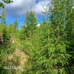 Nuorta kuusentaimikkoa metsätilalla Pirkanmaan Ikaalisissa