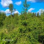 Hyväkasvuista taimikkoa Myllyojan metsätilalla Kovelahdessa