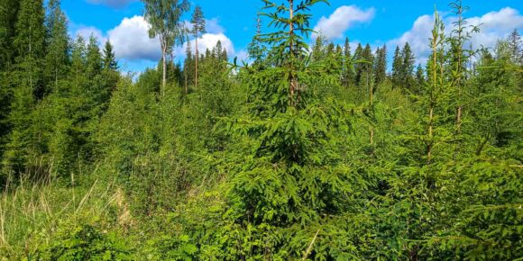Hyväkasvuista taimikkoa Myllyojan metsätilalla Kovelahdessa