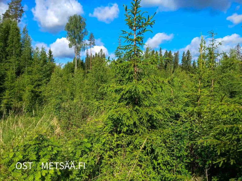 Hyväkasvuista taimikkoa Myllyojan metsätilalla Kovelahdessa