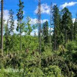 Metsämaisemaa Myllyojan metsätilalta Ikaalinen Kovelahti